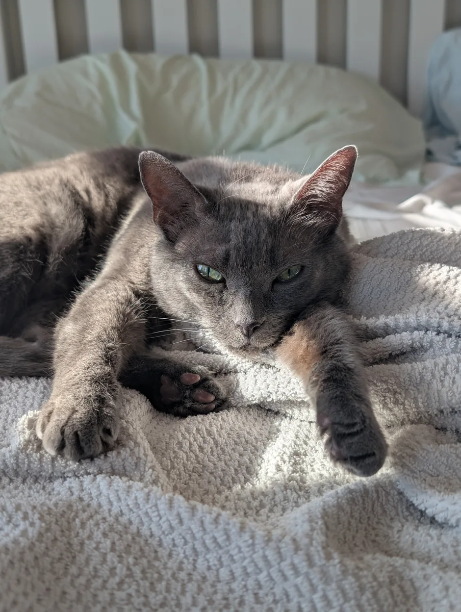 Adoption Day